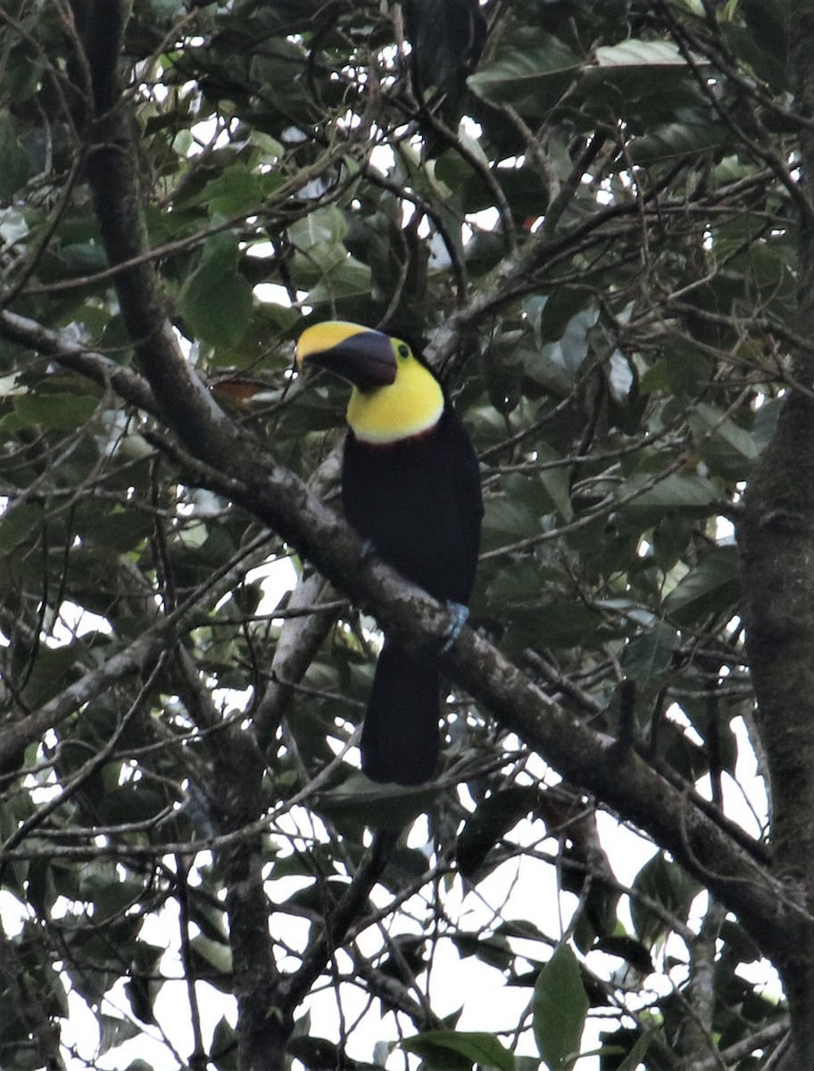 Yellow-throated Toucan (Chestnut-mandibled) - ML152357981