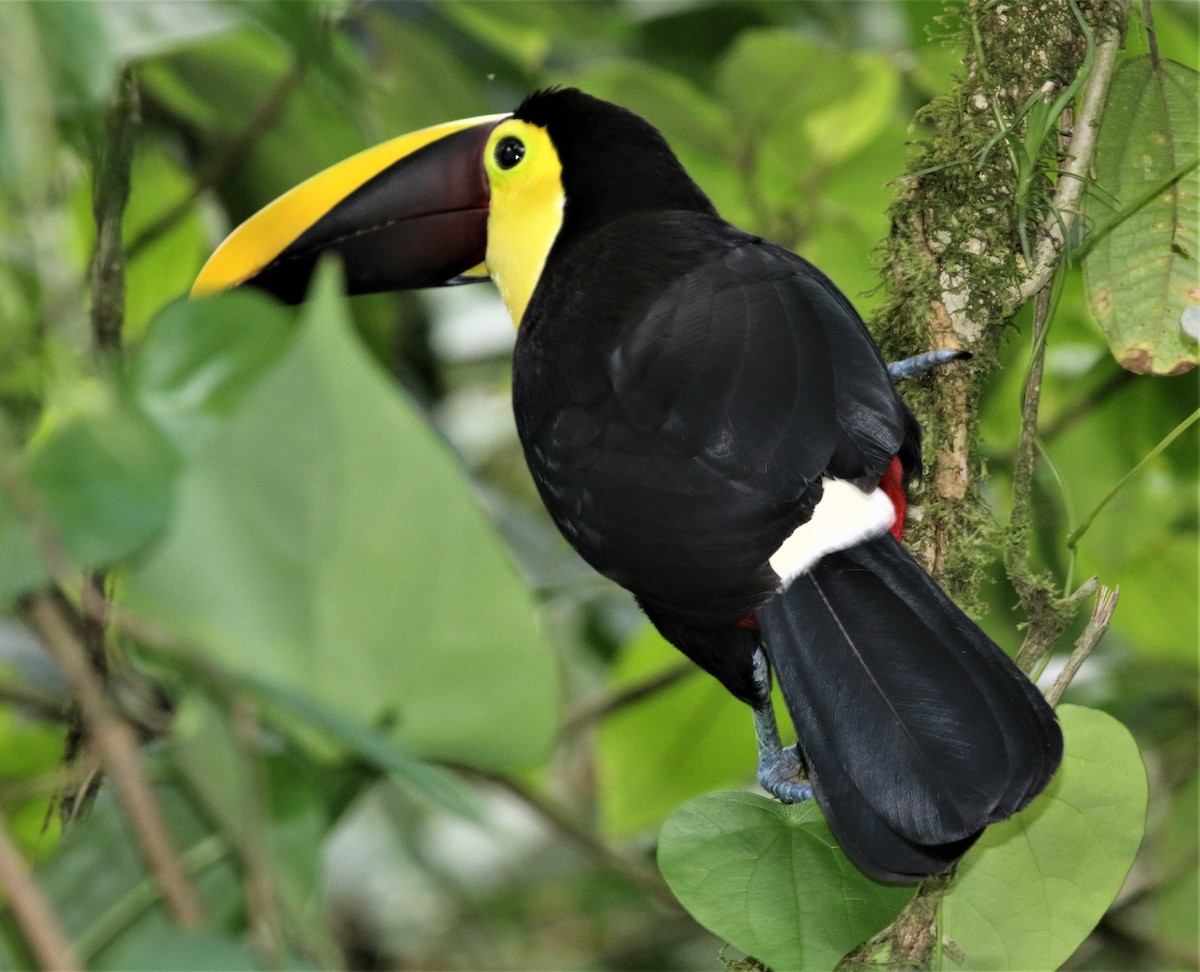 Yellow-throated Toucan (Chestnut-mandibled) - ML152358021