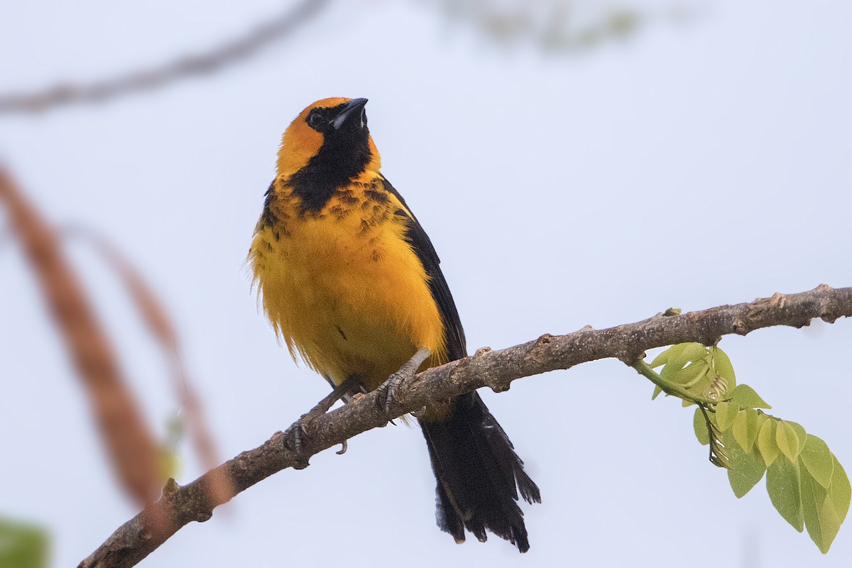 Spot-breasted Oriole - ML152358501