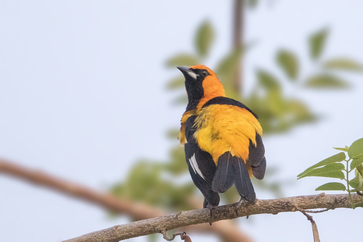 Spot-breasted Oriole - ML152358531