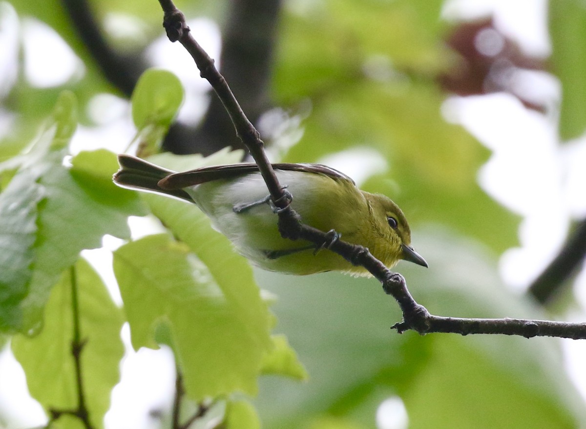 Yellow-throated Vireo - Victor Stoll