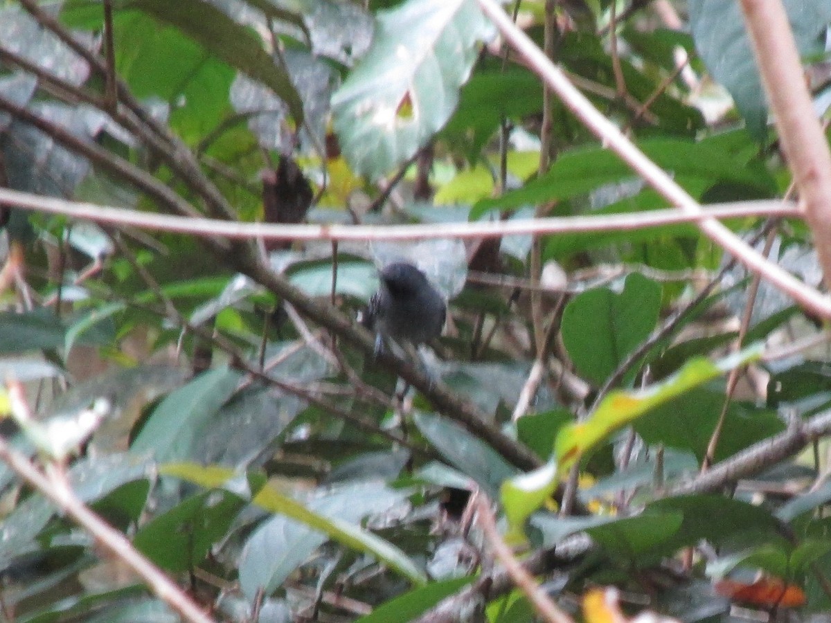 Black-chinned Antbird - ML152359061