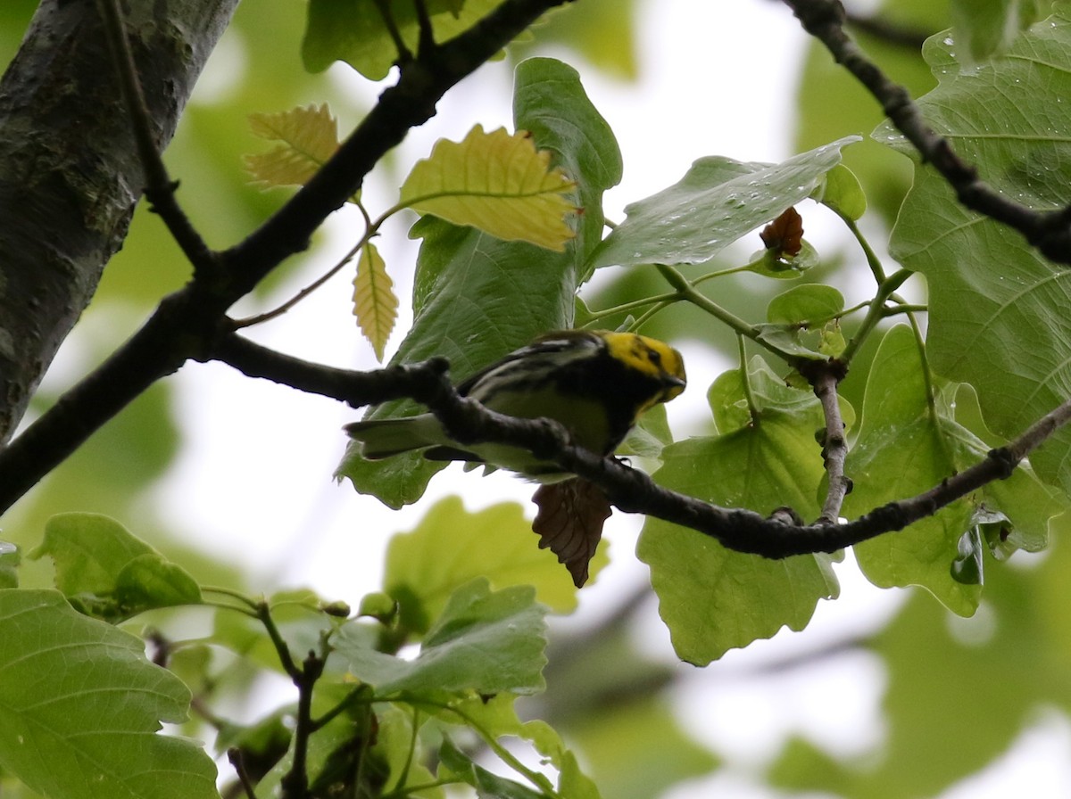 Black-throated Green Warbler - ML152359301