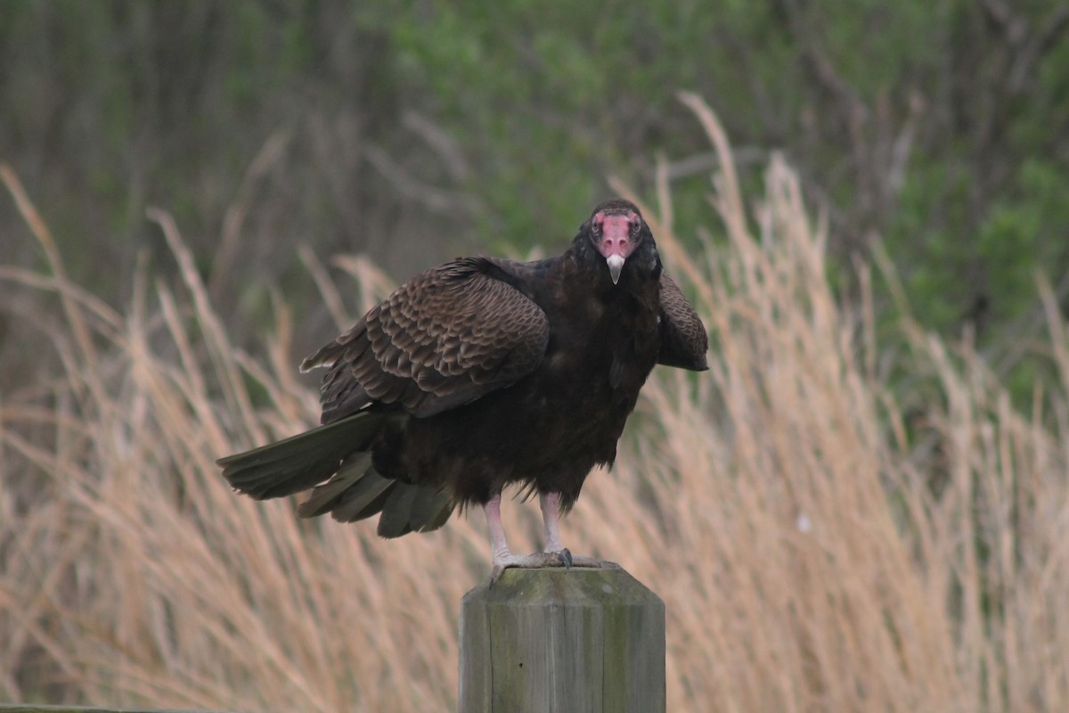 Turkey Vulture - ML152359311