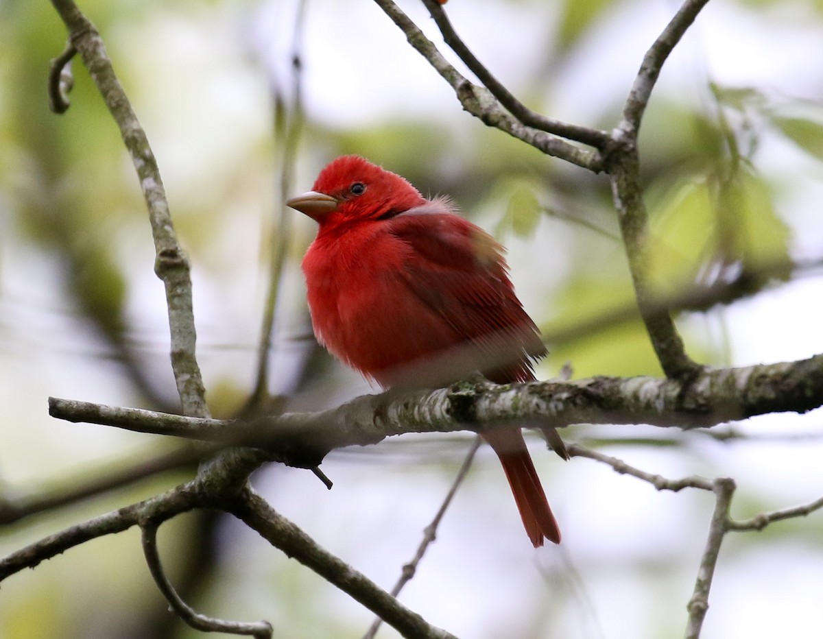 Summer Tanager - Victor Stoll