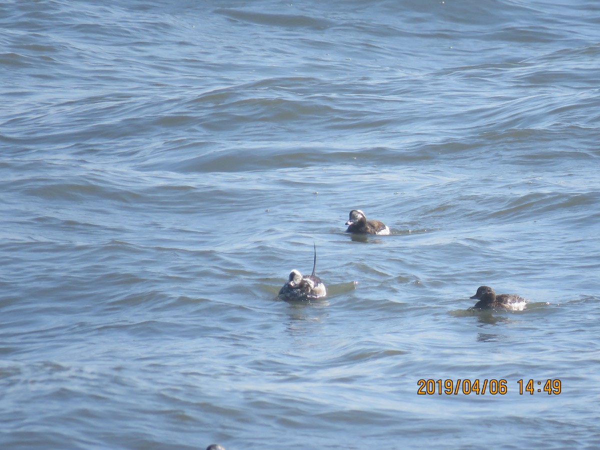 Long-tailed Duck - Barb Thomascall