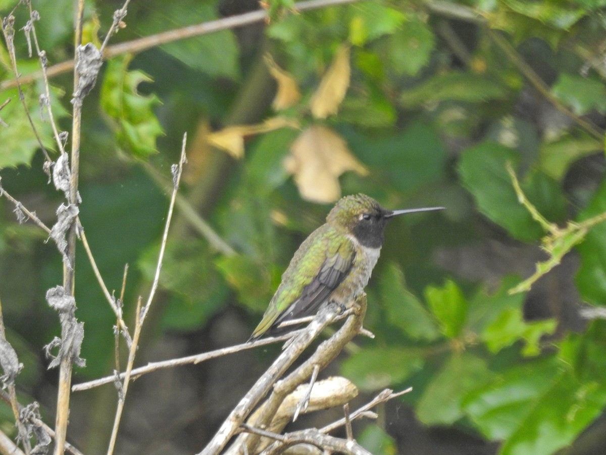 Black-chinned Hummingbird - Julian Jones