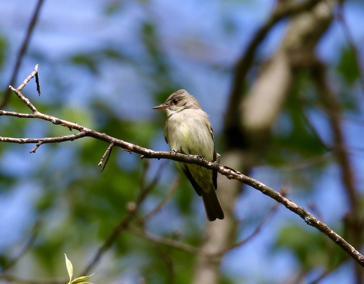 Eastern Wood-Pewee - Victor Stoll