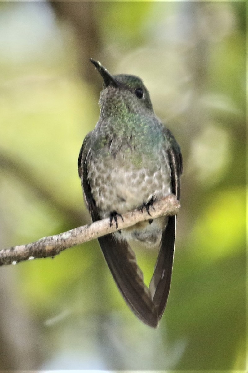 Scaly-breasted Hummingbird - ML152360251
