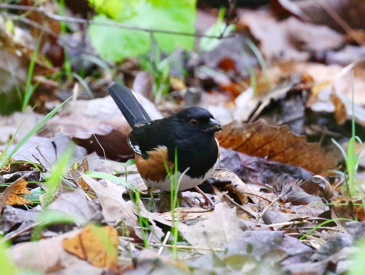 Eastern Towhee - Victor Stoll