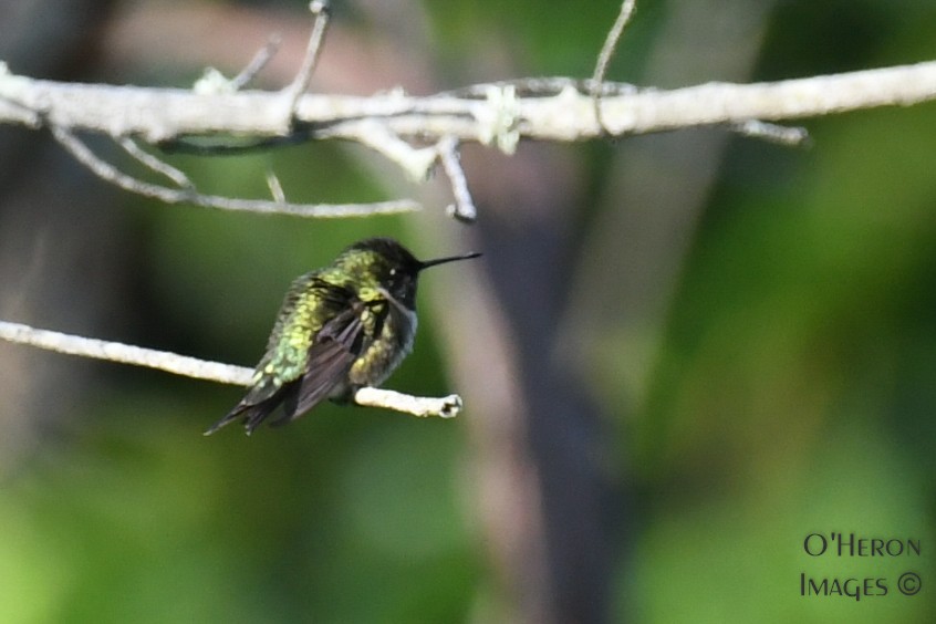 Ruby-throated Hummingbird - Alan OHeron