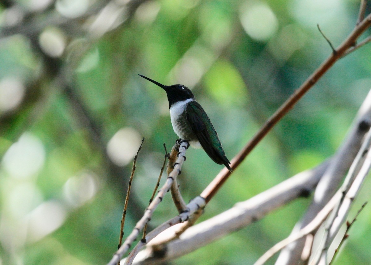 Black-chinned Hummingbird - Scott Marnoy