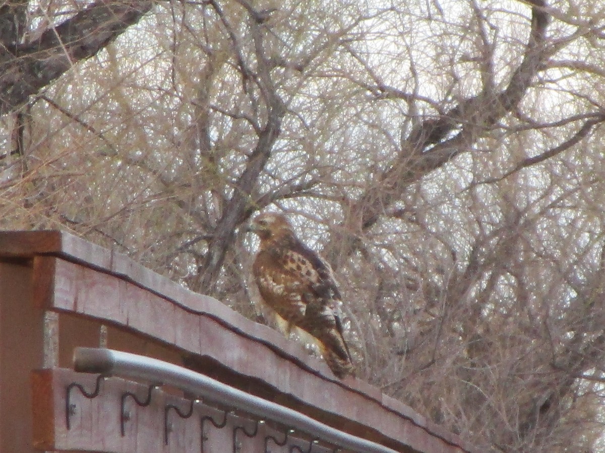 Red-tailed Hawk - ML152361131
