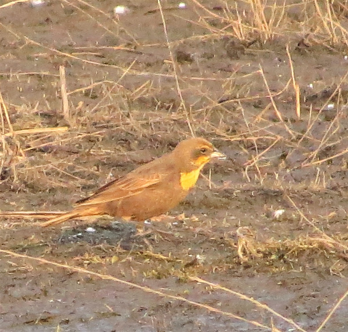 Yellow-headed Blackbird - ML152361271