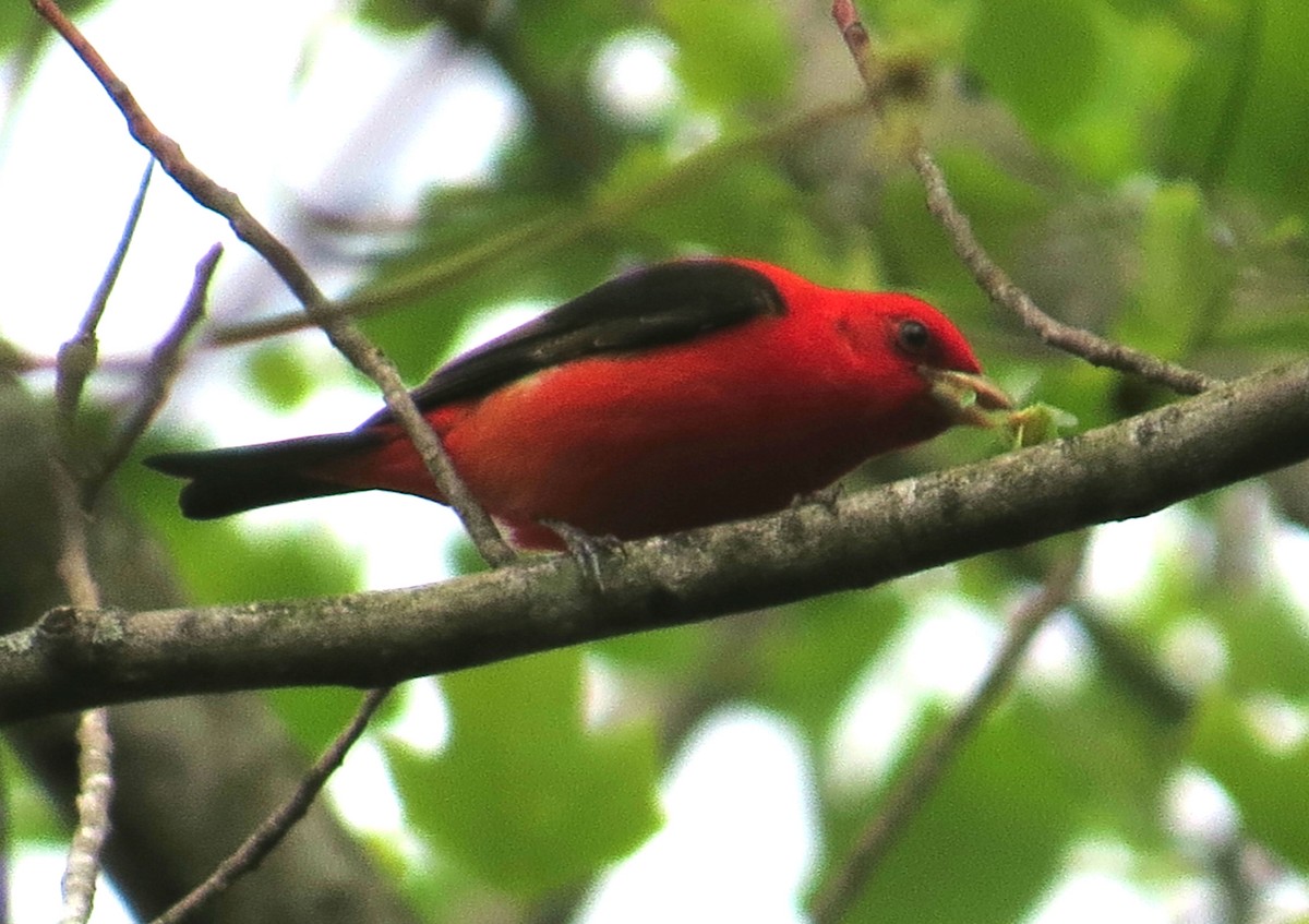 Scarlet Tanager - ML152361321