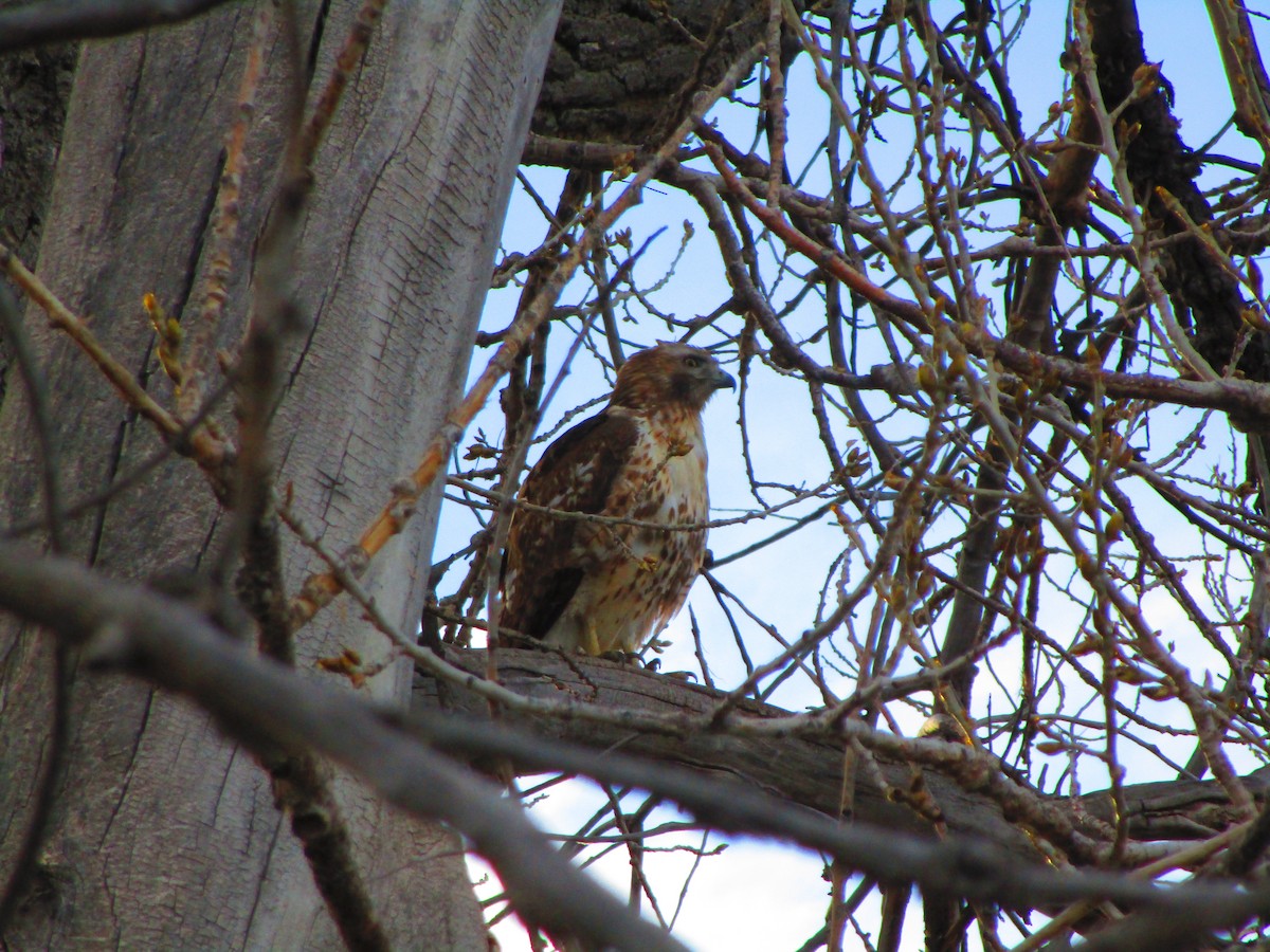 Red-tailed Hawk - ML152361431