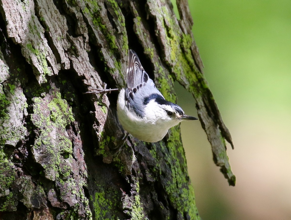 White-breasted Nuthatch - ML152361591