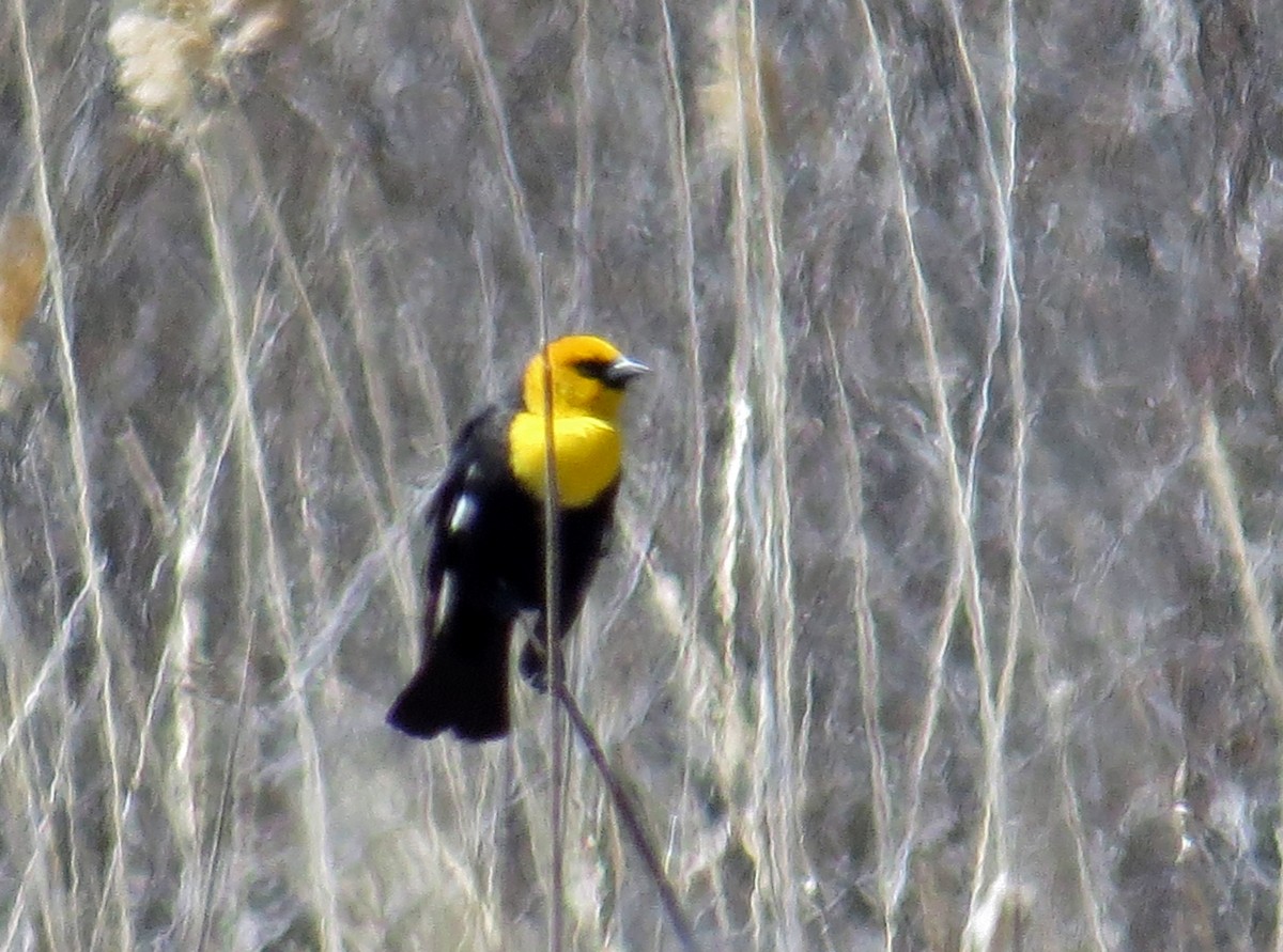 Yellow-headed Blackbird - Mary Maertz
