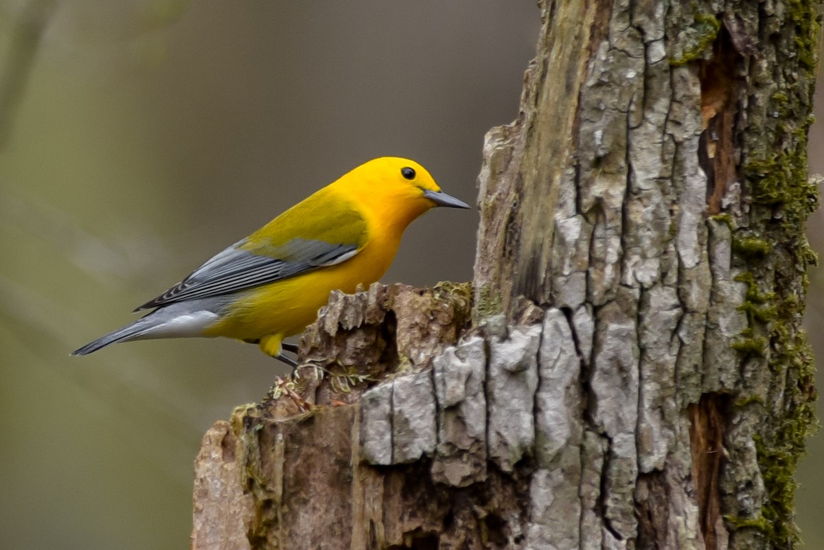 Prothonotary Warbler - Daniel Irons