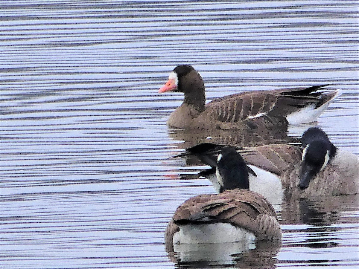 Greater White-fronted Goose - Lucie Roy27