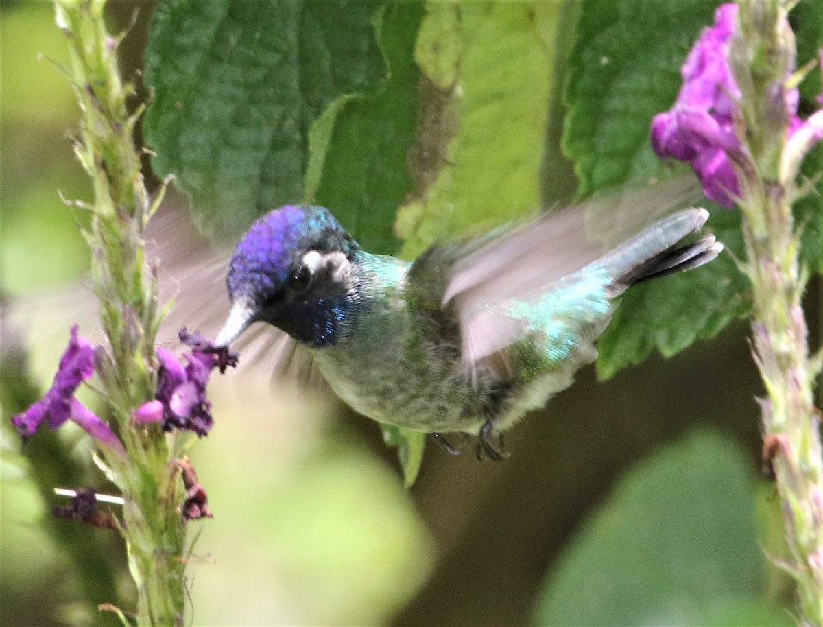 Violet-headed Hummingbird - ML152363541