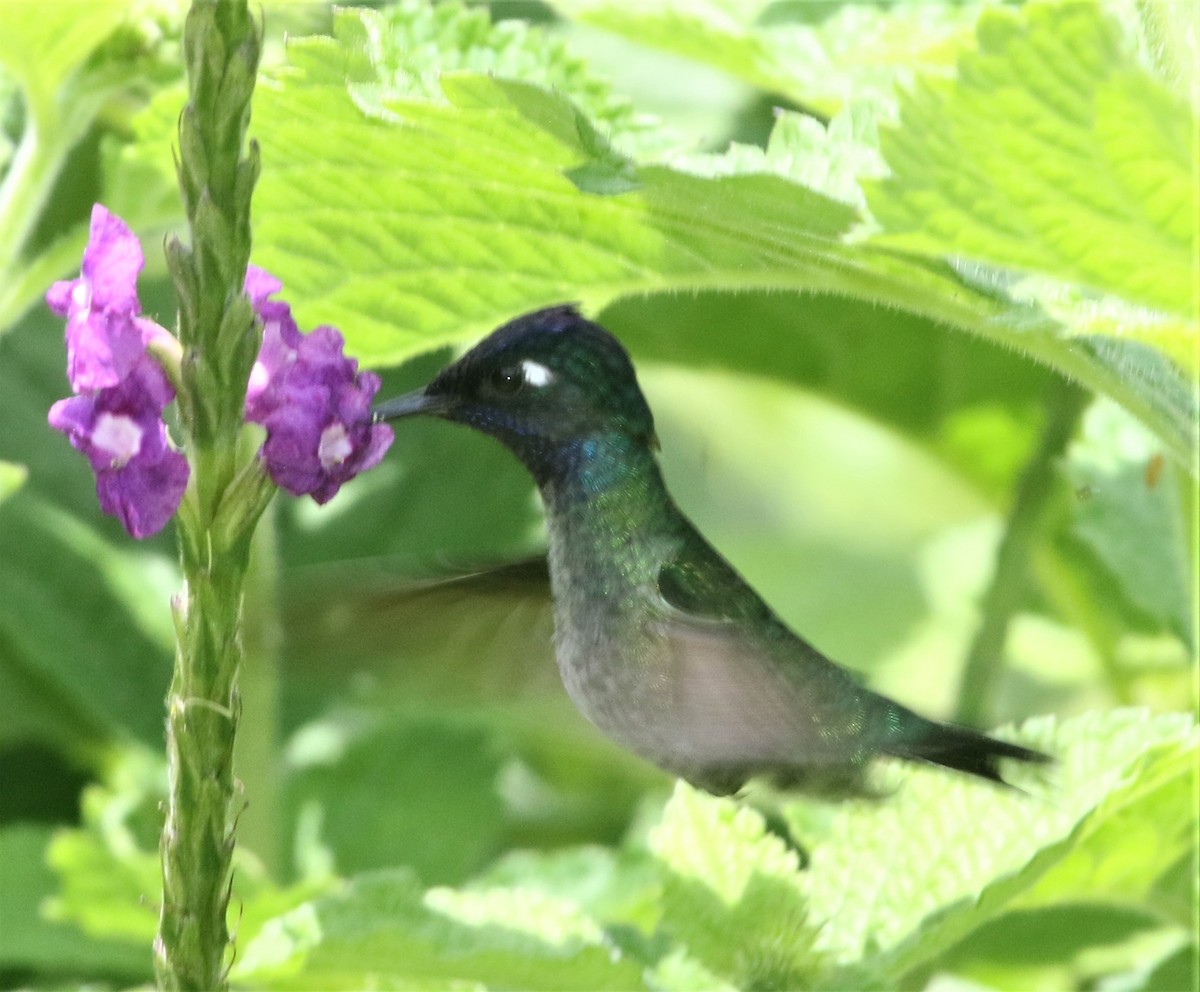 Violet-headed Hummingbird - ML152363551