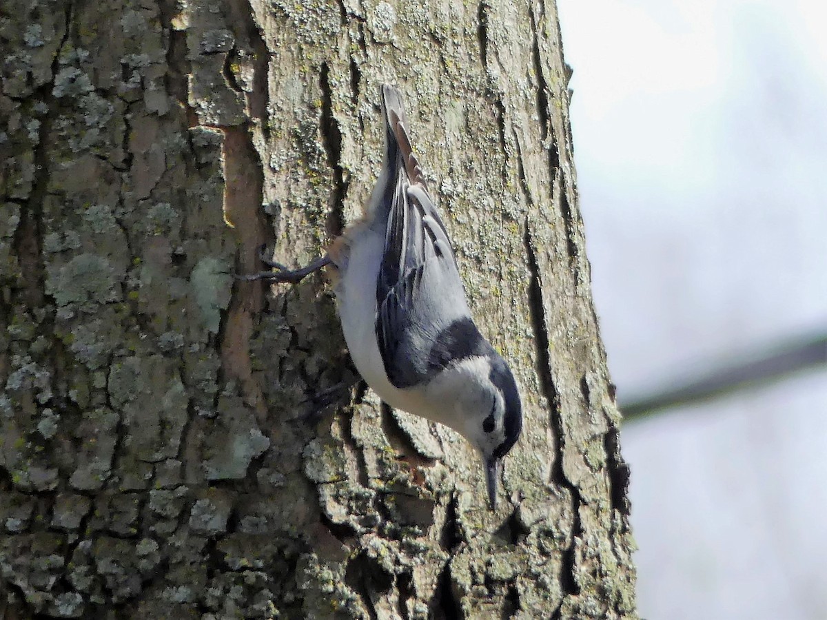 White-breasted Nuthatch - ML152364171