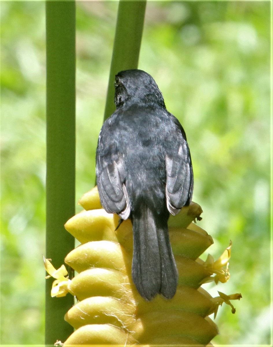 Variable Seedeater - ML152364361