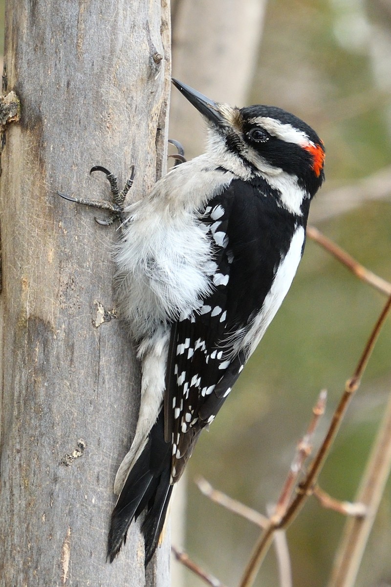 Hairy Woodpecker - Yves Darveau