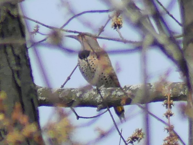 Northern Flicker (Yellow-shafted) - ML152365291