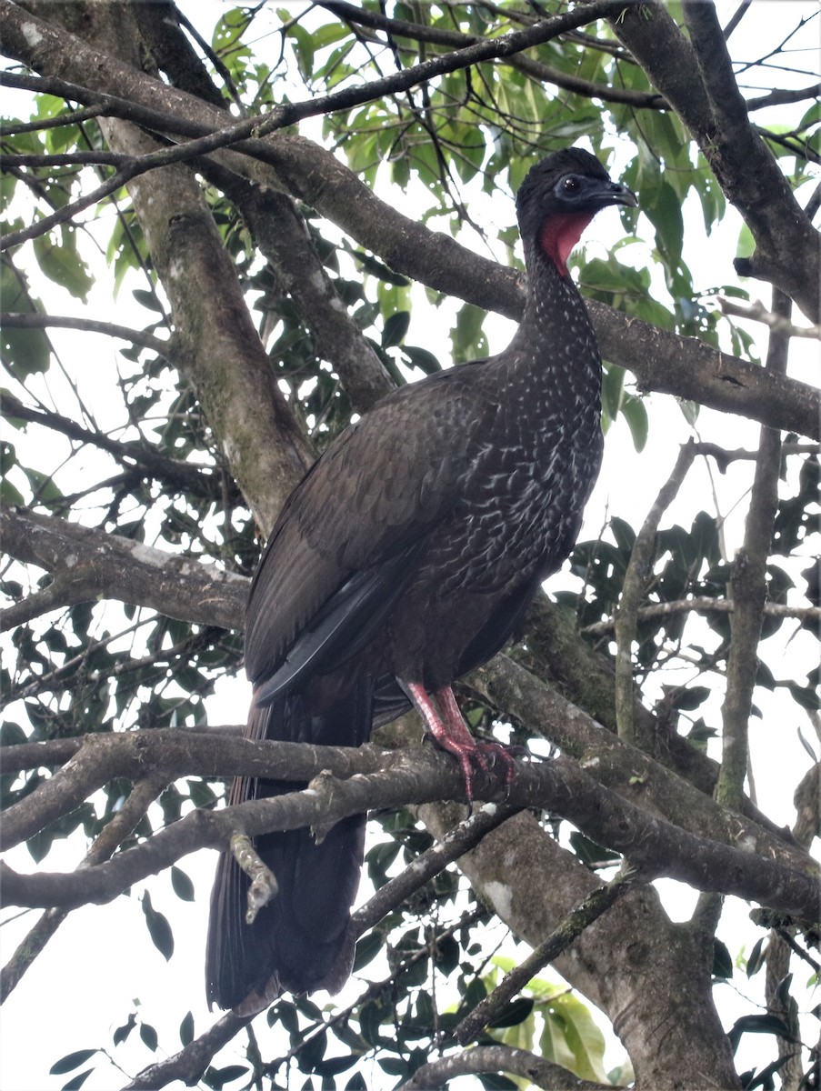 Crested Guan - ML152365631