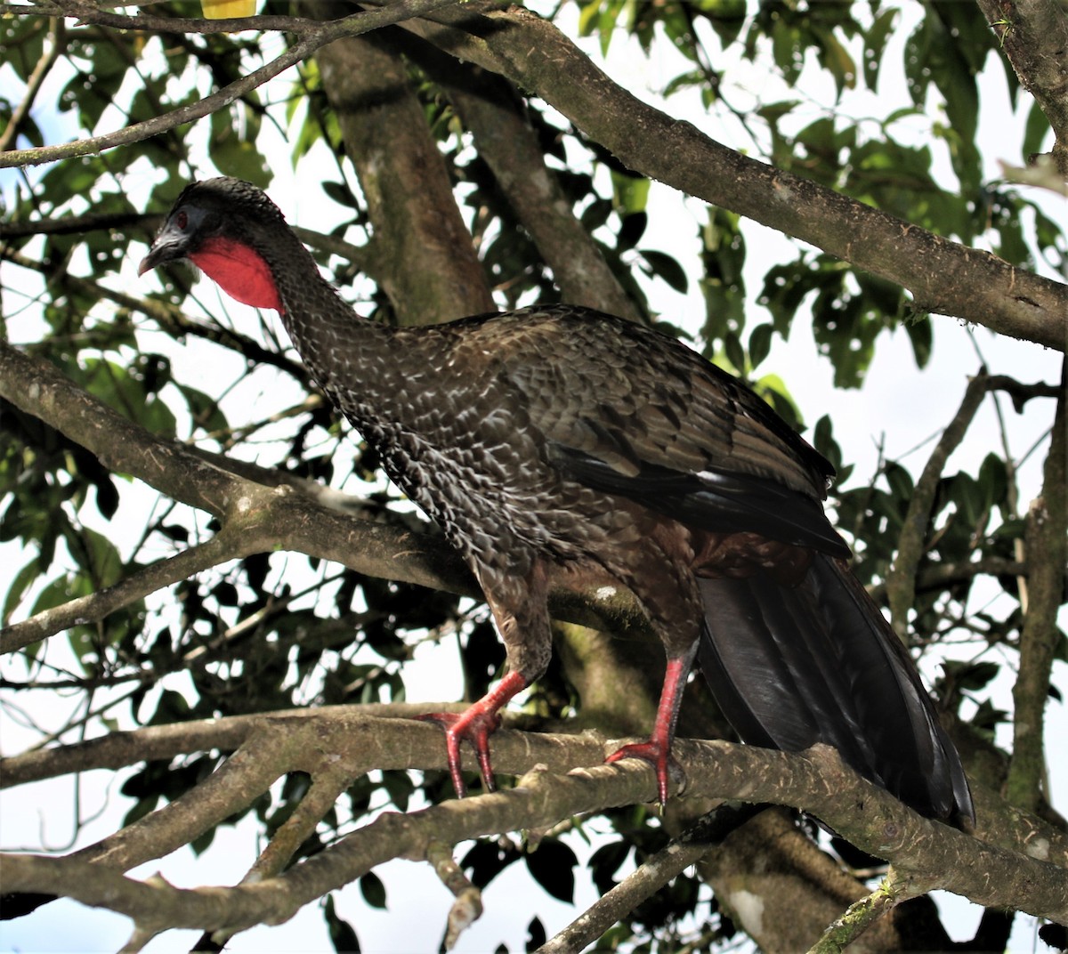 Crested Guan - ML152365641