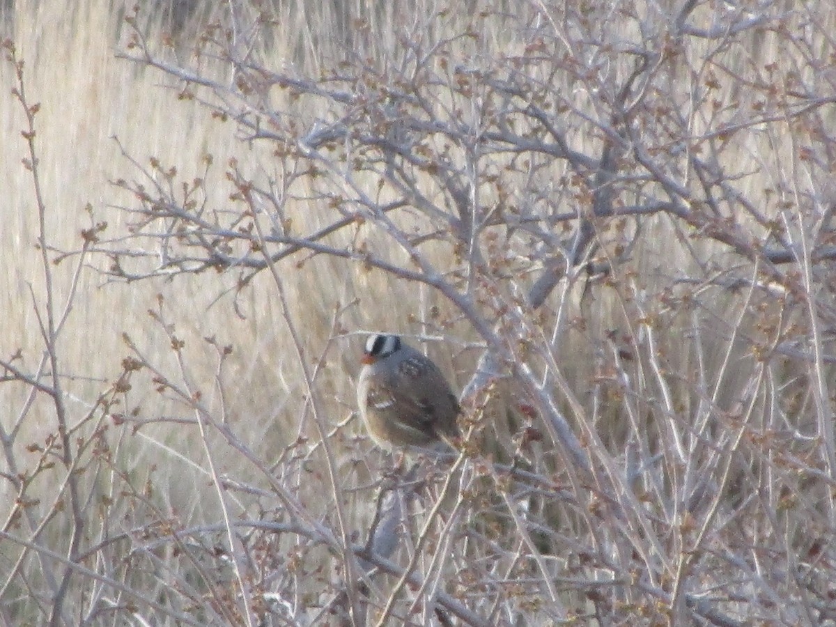 White-crowned Sparrow - ML152365861