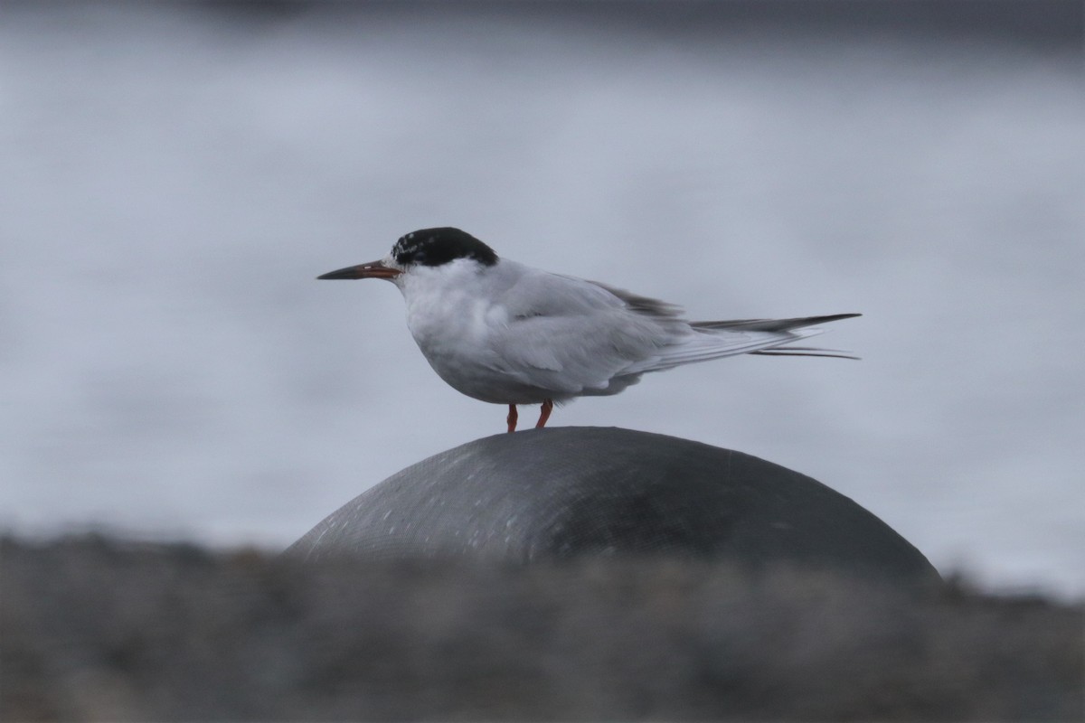 Forster's Tern - Chuck Gates