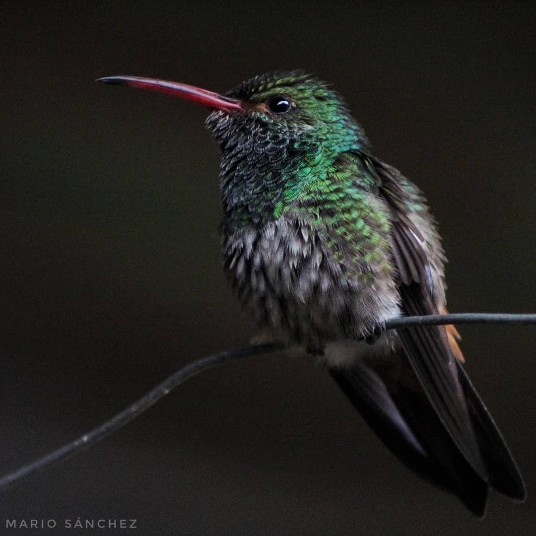 Rufous-tailed Hummingbird - Mario Sánchez