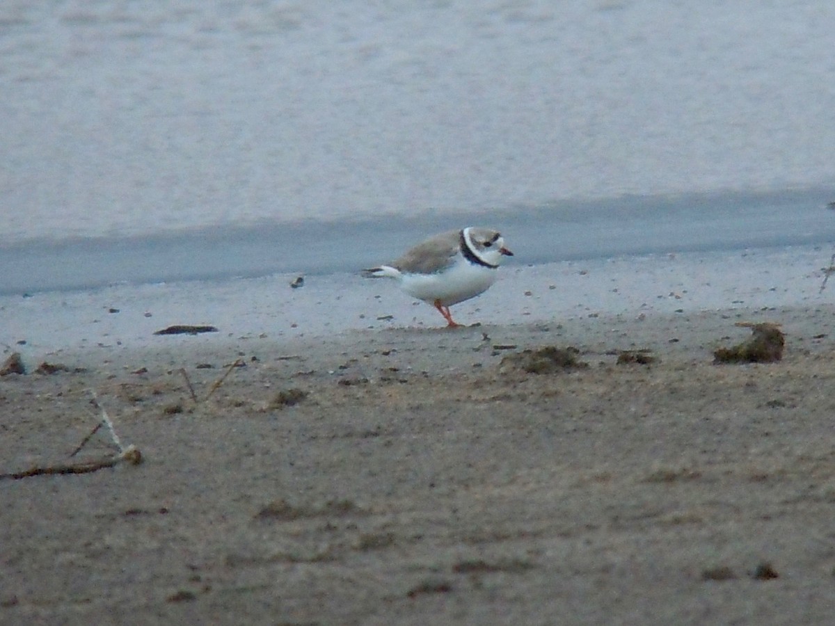 Piping Plover - ML152366771