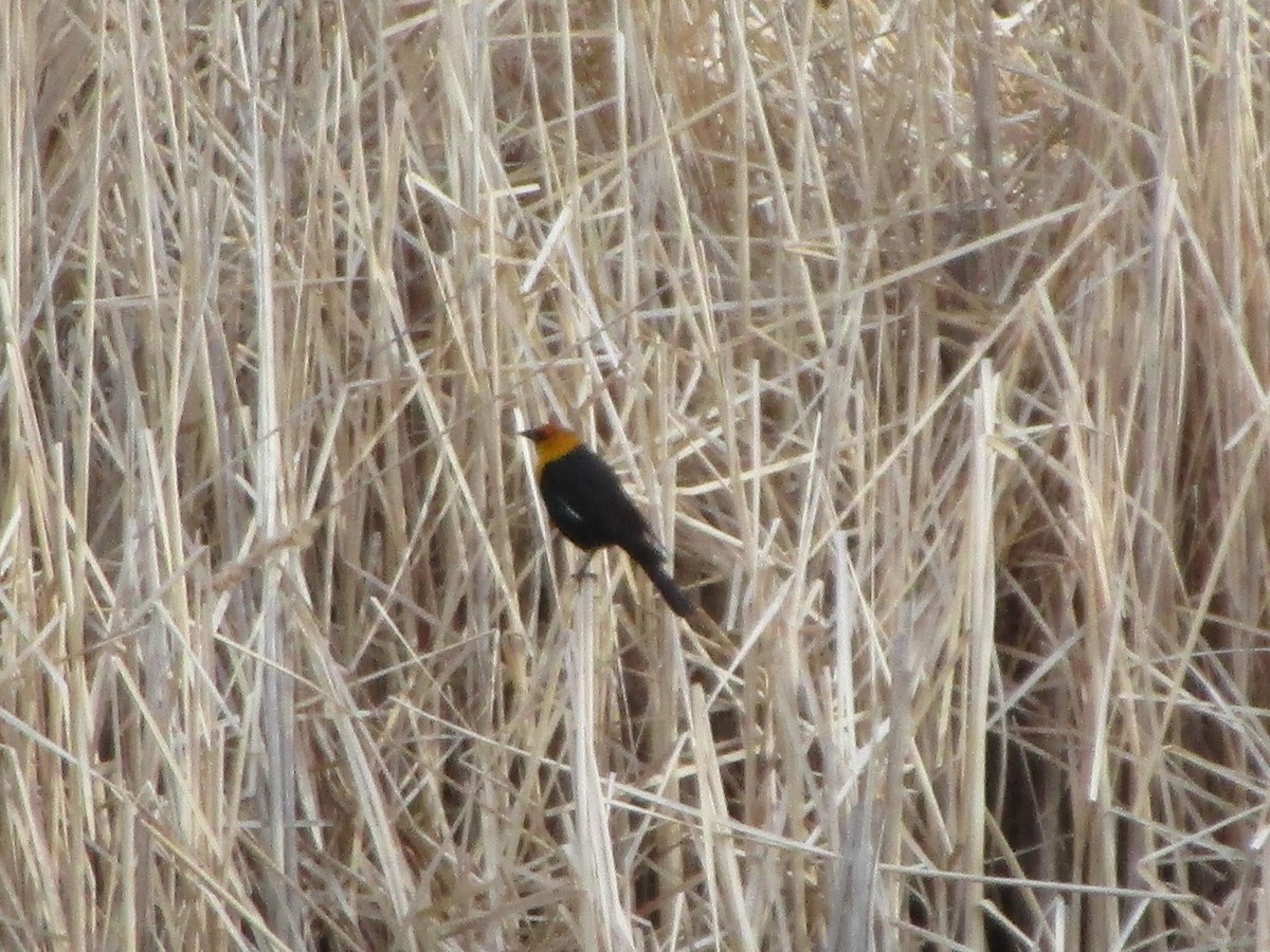 Yellow-headed Blackbird - ML152366891