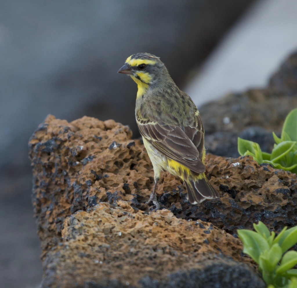 Yellow-fronted Canary - ML152367311