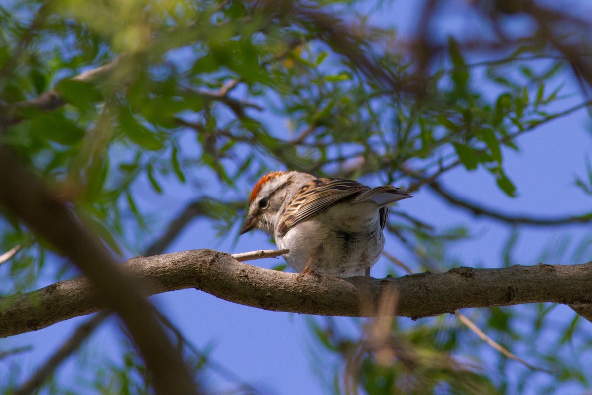 Chipping Sparrow - ML152367421