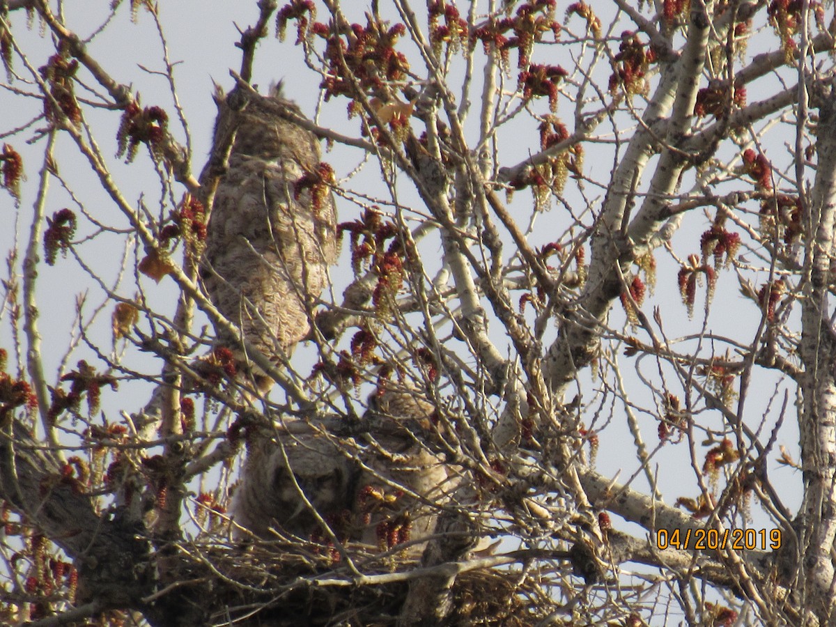 Great Horned Owl - ML152367471