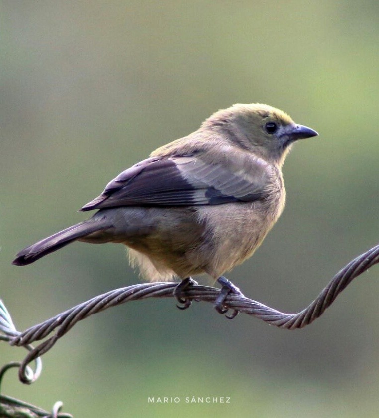 Palm Tanager - ML152369211