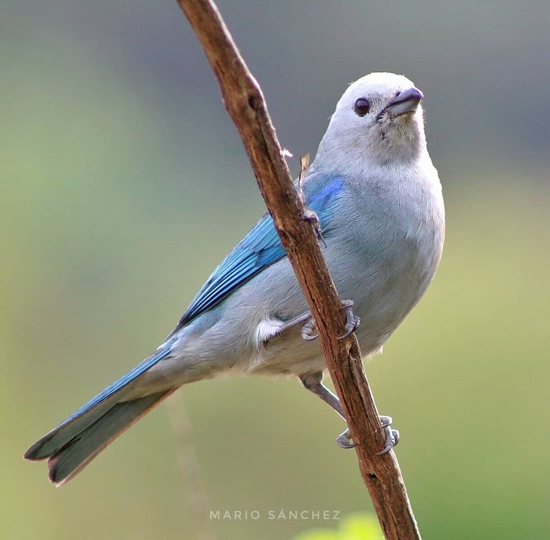 Blue-gray Tanager - ML152369421