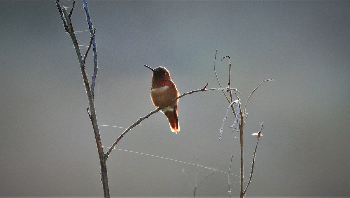 Allen's Hummingbird - Angela Kenny