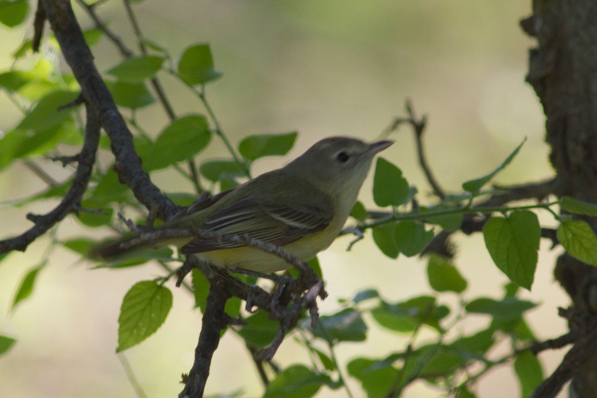 Bell's Vireo - Bill Lupardus