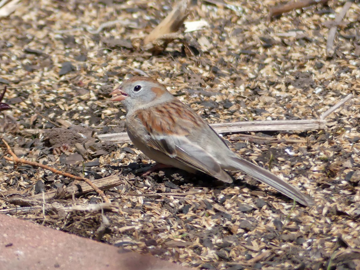 Field Sparrow - Cathy Pondelicek