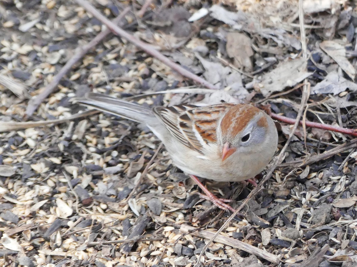 Field Sparrow - ML152370611