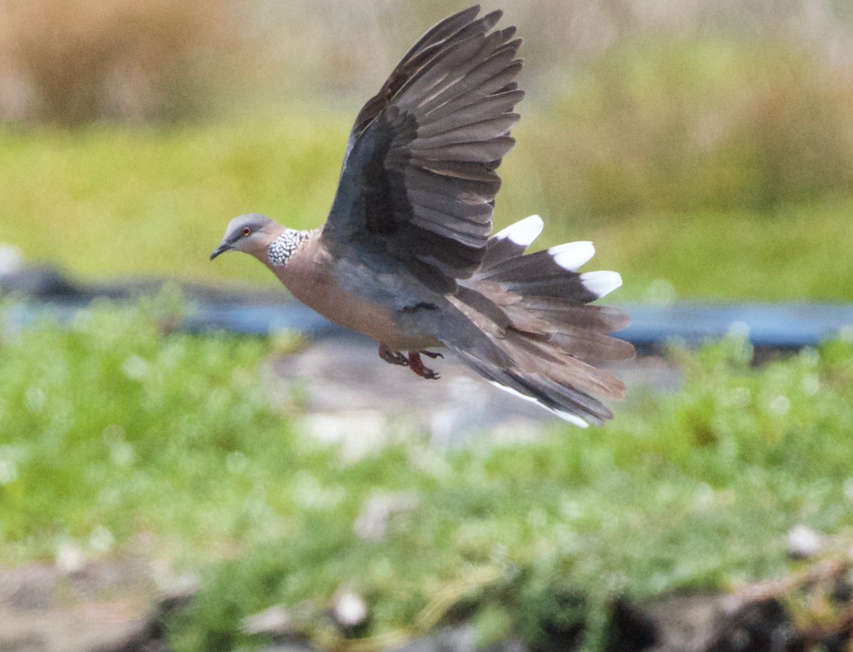 Spotted Dove - ML152370651