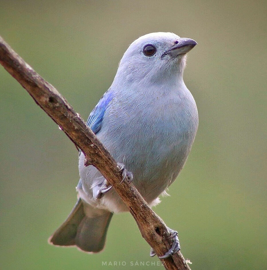Blue-gray Tanager - ML152370711