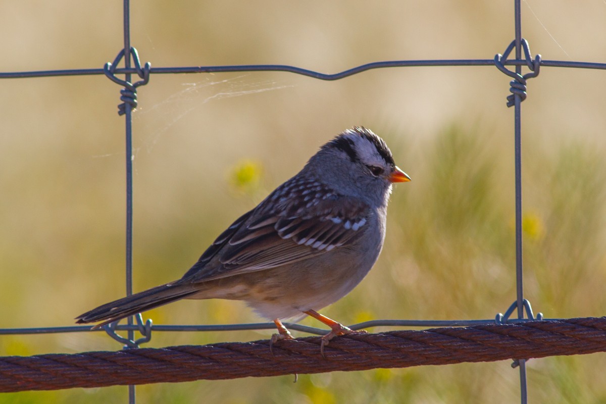 White-crowned Sparrow - ML152370851
