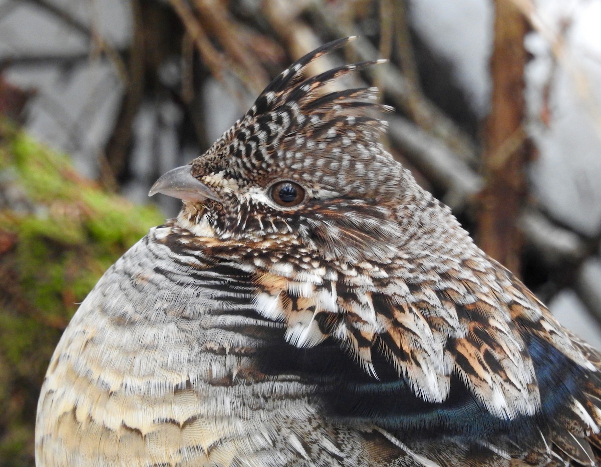 Ruffed Grouse - Pegg & Mark Campbell
